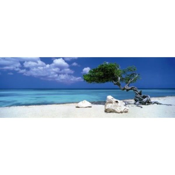 Curacao , Drzewo Divi Divi, Alexander von Humboldt - Sklep Art Puzzle